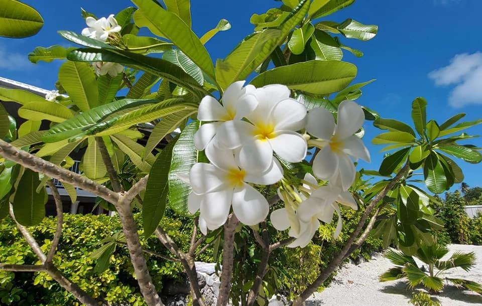 Pension Tiputa Lodge Rangiroa Εξωτερικό φωτογραφία